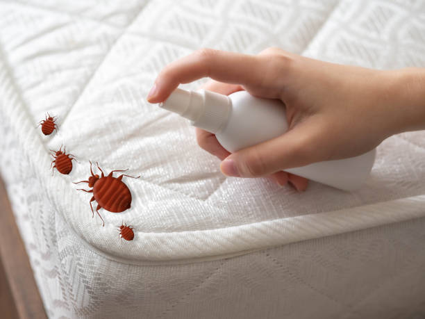 Best Spider Control Near Me  in Rock Springs, WY